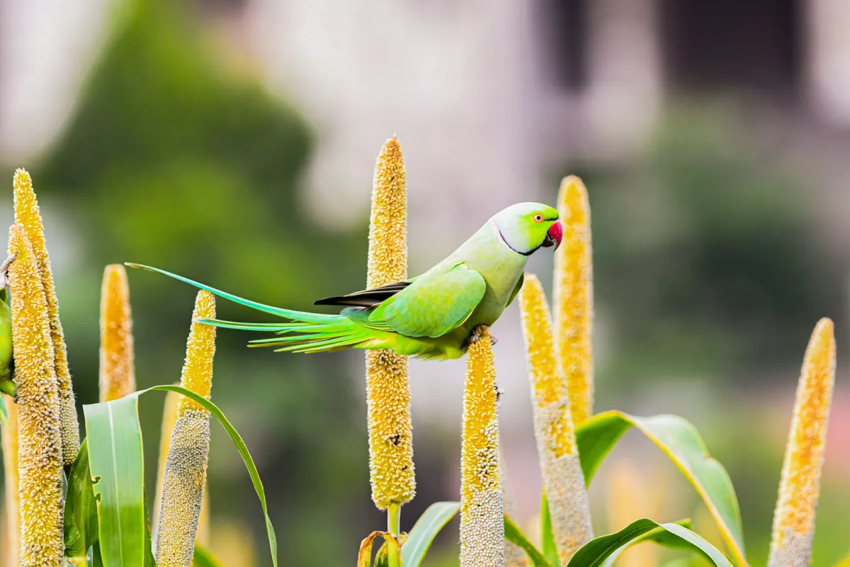 Typer av Hirs: Pärlhirs, Fingerhirs, Rävsvanshirs, Prosohirs och Gårdshirs