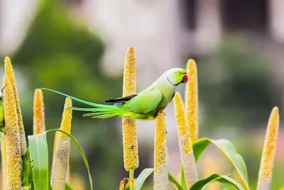 Typer av Hirs: Pärlhirs, Fingerhirs, Rävsvanshirs, Prosohirs och Gårdshirs