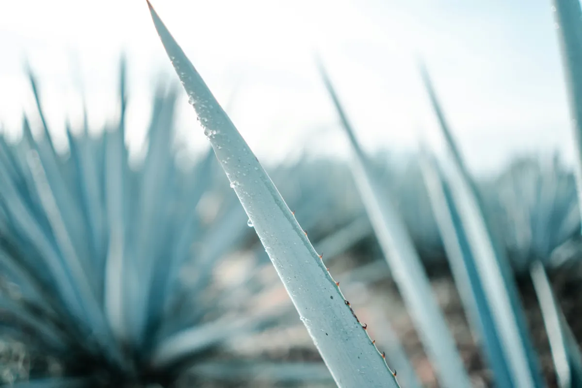 Agave vs Ahornsirup: B2B Süßungsmittelvergleich für Lebensmittelhersteller