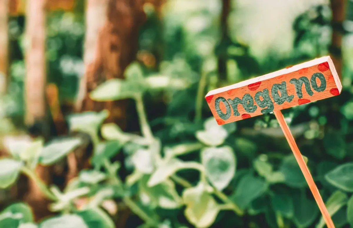 Druhy Oregana: Odrody, obchodné triedy a čo je dôležité pri obstarávaní