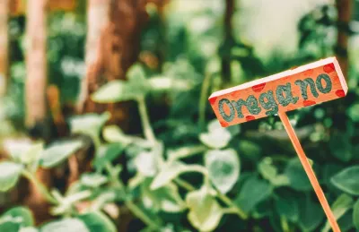 Vrste Origana: sorte, komercialni razredi in kaj je pomembno pri nabavi