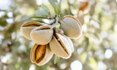 Variedades de Amêndoas: Uma visão geral completa