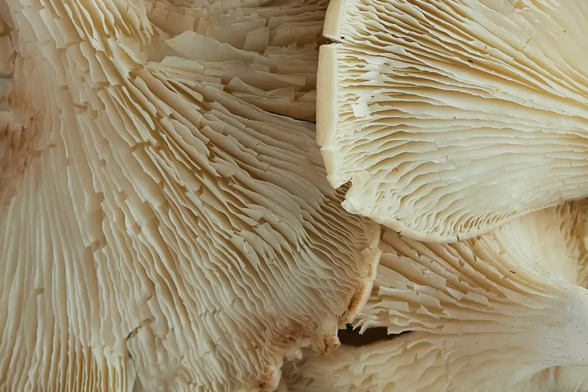 Types de Champignon Surgelés: Guide complet des variétés, du traitement & des applications commerciales