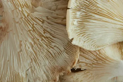 Vrste Gobe: Popoln vodič o sortah, predelavi & komercialnih aplikacijah