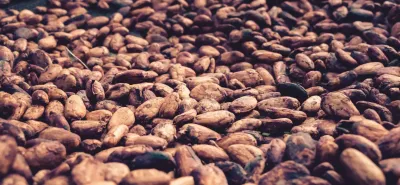 Cadmium dans le Cacao
