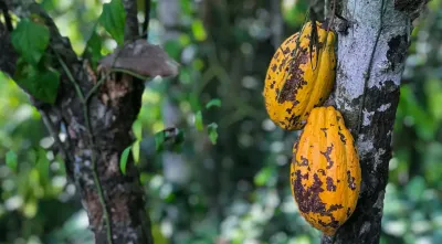 Alkalizovaný vs nealkalizovaný kakaový prášok