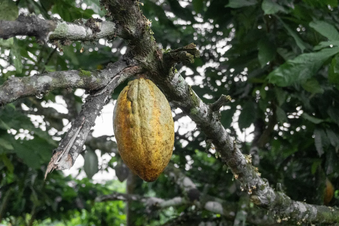 Cocoa Prices in 2025: Market Volatility & Strategic Sourcing