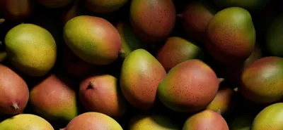 Sušené mango odrůdy: bližší pohled