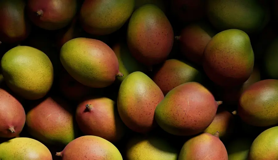 Mango
