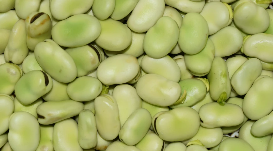 Faba Beans