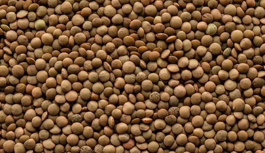 Brown Lentils