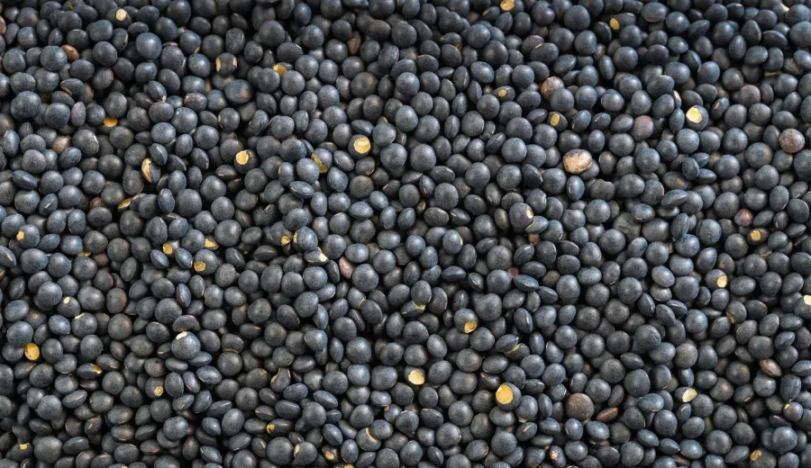 Black Beluga Lentils