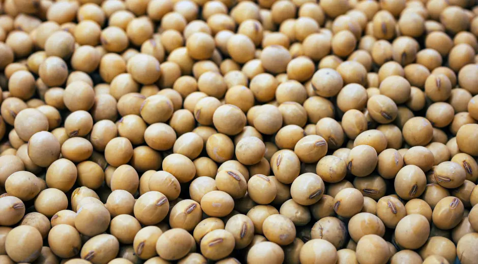 Soy Beans