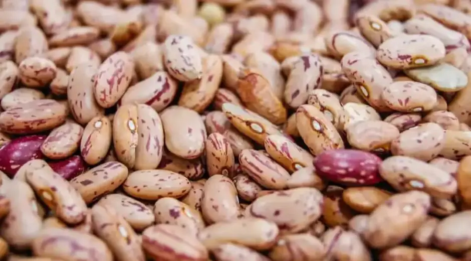 Borlotti/Cranberry Beans