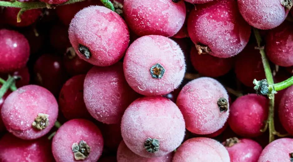Gefriergetrocknete Rote Johannisbeeren