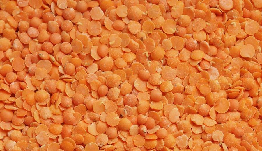 Červená šošovica