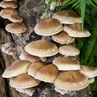 Smithy Mushrooms Ltd